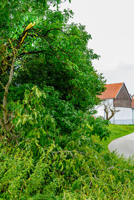 Thumbnail: _JA 40727 Baum mit abgebrochenem Ast, abgestorbener Baum.jpg